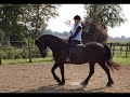 Friese Paarden 
