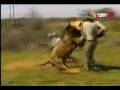 Confrontations Dangereuses : homme vs lions