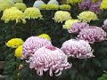 Urasa Chrysanthemum Festival
