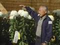 Urasa Chrysanthemum Festival
