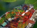 Der Tropische Regenwald