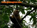 Monteverde
