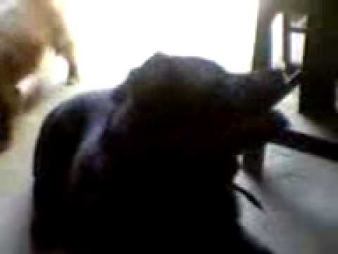 ROTWEILLER