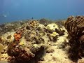 Audrey, Trevor, Clint, and Felicia dive Sabalos Reef