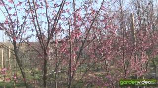 #241 Prunus Okame - cherryblossom 