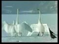 Gaivotas Gaivotas