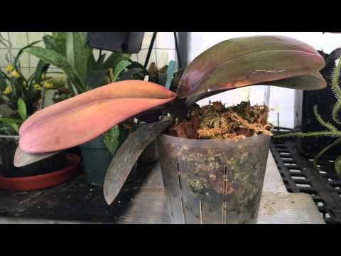 how to replant a keiki