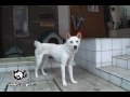 ネジ★オープニング動画★１