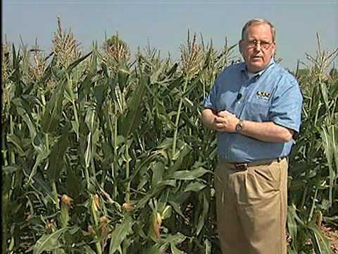 how to grow maize