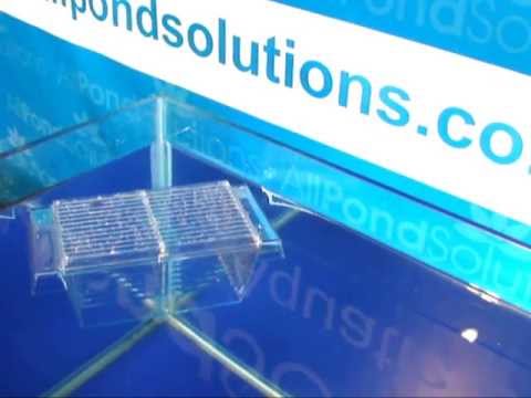 how to isolate aggressive fish