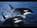 WWF