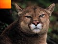 WWF