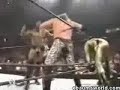 fallos de la wwe