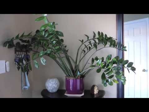 how to replant zz plant