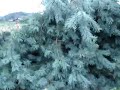 Pulling a tree with a Humvee