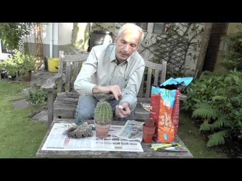 how to replant cactus cuttings