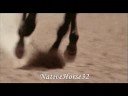 The Black Stallion Tribute