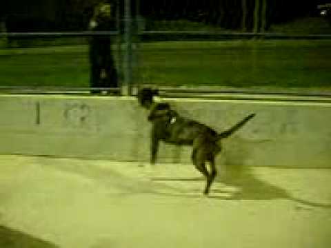 bandog