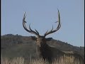 "Un-bull-ievable" Hunting Bull Elk with MossBack