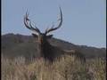 "Un bull ievable" Hunting Bull Elk with MossBack
