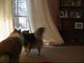 Rough-Collie-and-She
