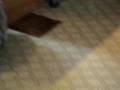 Alaskan Malamute video
