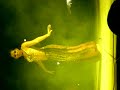 Danza Arabe Mariangel Ortiz maturin