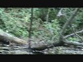 Muskrat Leaving Scent on Submerged Tree