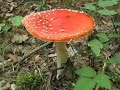 Videoklip P�??alkov� blues - Vranov