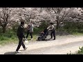 Click here to watch this video 障害犬バロンの介護記録 犬友達 犬ショコラちゃんと桜の花見
