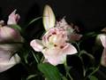 Amor/Flores/Aves - tudo s�o coisas de Deus