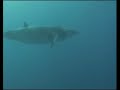 Minke Whale