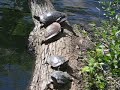 turtles turtles