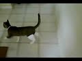 Tigre The baseball Cat- Centerfield