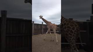 Mogo Zoo welcomes Mtundu