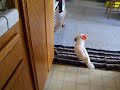 OMG My cockatoo is chasing me!