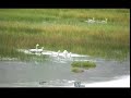 Tibetan song -Miss Compatriot (Nyima Lhamo) ???Kham ?? ?? Tibetan song -Miss Compatriot (Nyima Lhamo) ???Kham ?? ??