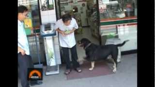 สุนัขแสนรู้ คาบเงินไปซื้อขนมทุกวัน