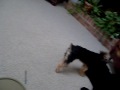 Leila (: