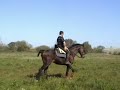 preparacion caballo P.S.I. para concursos de doma vaquera preparacion caballo P.S.I. para concursos de doma vaquera
