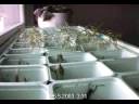 Fast growing herbs