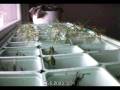 videos de Fast growing herbs