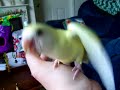 Another Day at True Love Aviary