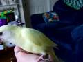 Another Day at True Love Aviary