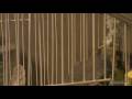 videos de Starfox the Famous, well almost famous Cockatiel Chirping