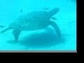 Hawaii - Green sea turtles at Hawaii Kai