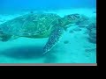 Green Sea Turtles at Hawaii Kai