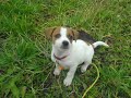 Jack Russell terier