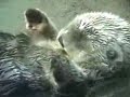 Otter Love