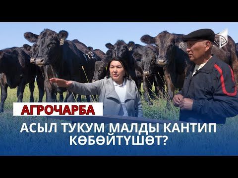 Асыл тукум малды кантип көбөйтүшөт? | Агрочарба